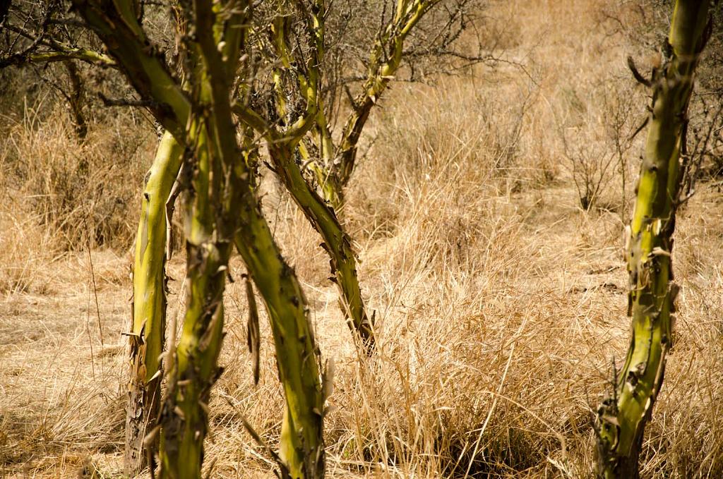 Corteza de Chañar, parecida a la de la Brea